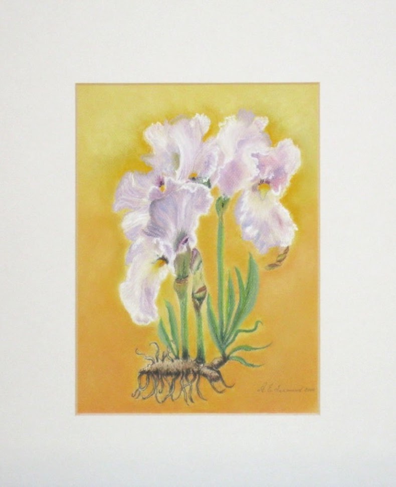 Irissen met Wortelstok