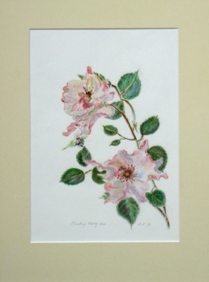 Rosa Climbing Dainty Bess