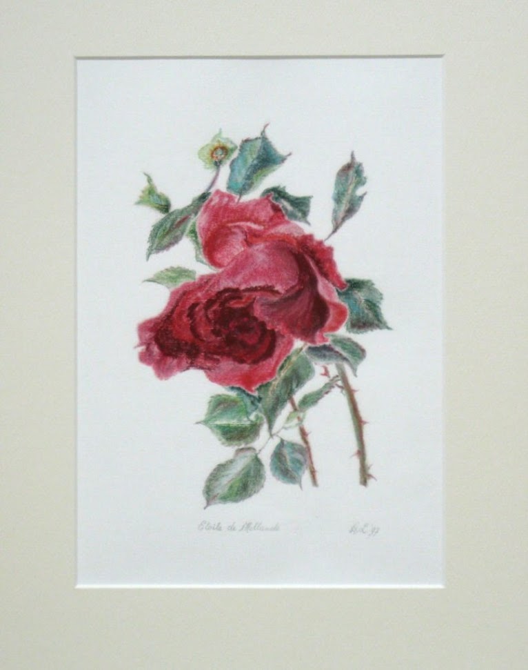 Rosa Etoile de Hollande